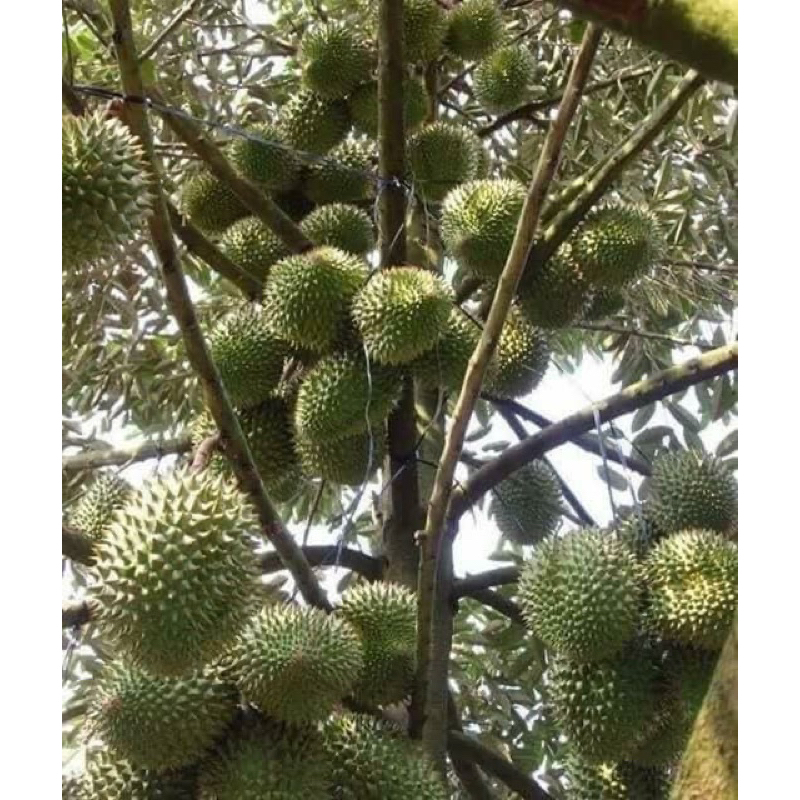 Kali 7.5.44 Bo- gói 100g-cứng cây, chắc hạt, chống đỗ gãy