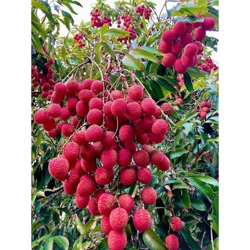 Kali 7.5.44 Bo- gói 100g-cứng cây, chắc hạt, chống đỗ gãy