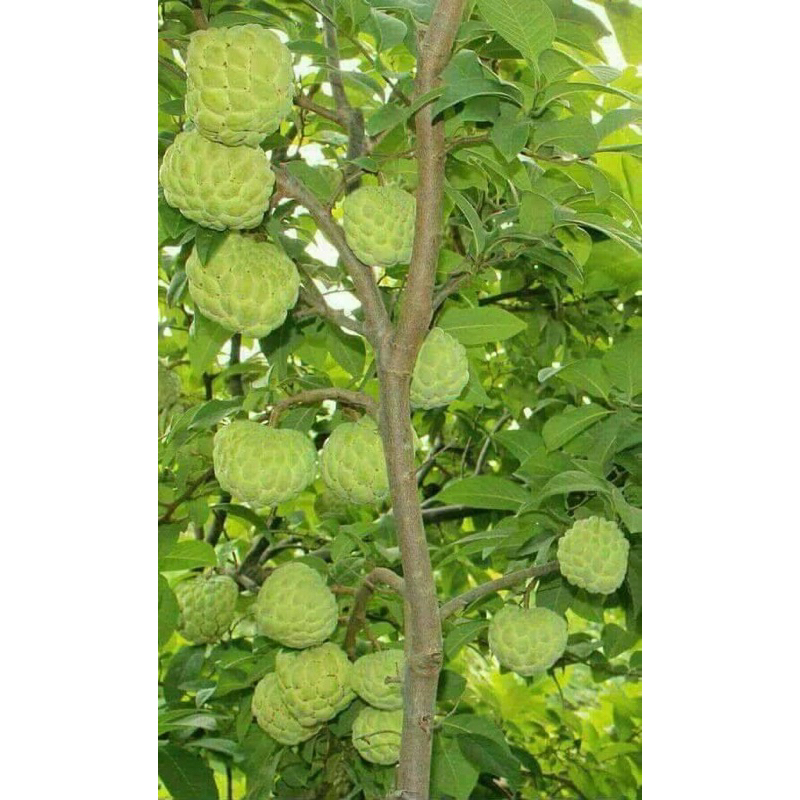 Kali 7.5.44 Bo- gói 100g-cứng cây, chắc hạt, chống đỗ gãy