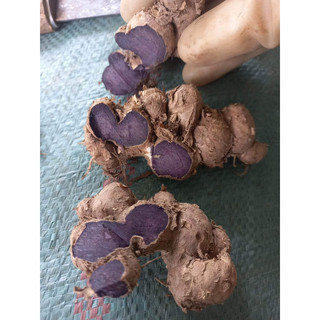 Gừng Đen (Ngải Đen) tươi 500g