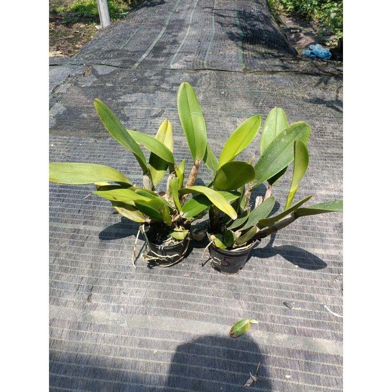 Lan Cattleya vua cương sơn đỏ vàng cây tơ đẹp đã thuần