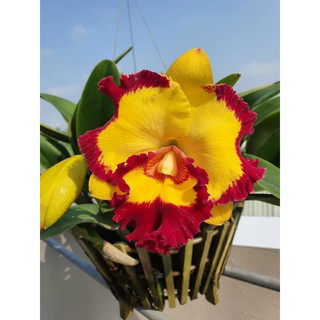 Lan Cattleya vua cương sơn đỏ vàng cây tơ đẹp đã thuần