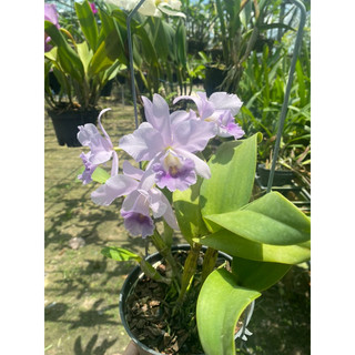 catleyer hoa trung