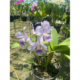 catleyer hoa trung