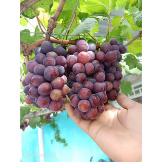 Cây giống Nho ĐỎ Ninh Thuận - Siêu trái - Đậu quả sớm