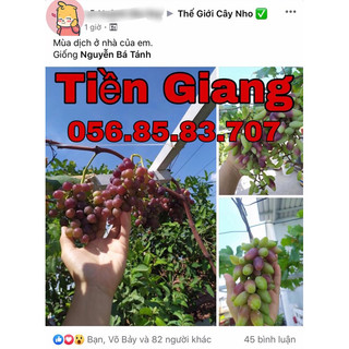 Cây giống Nho ĐỎ Ninh Thuận - Siêu trái - Đậu quả sớm