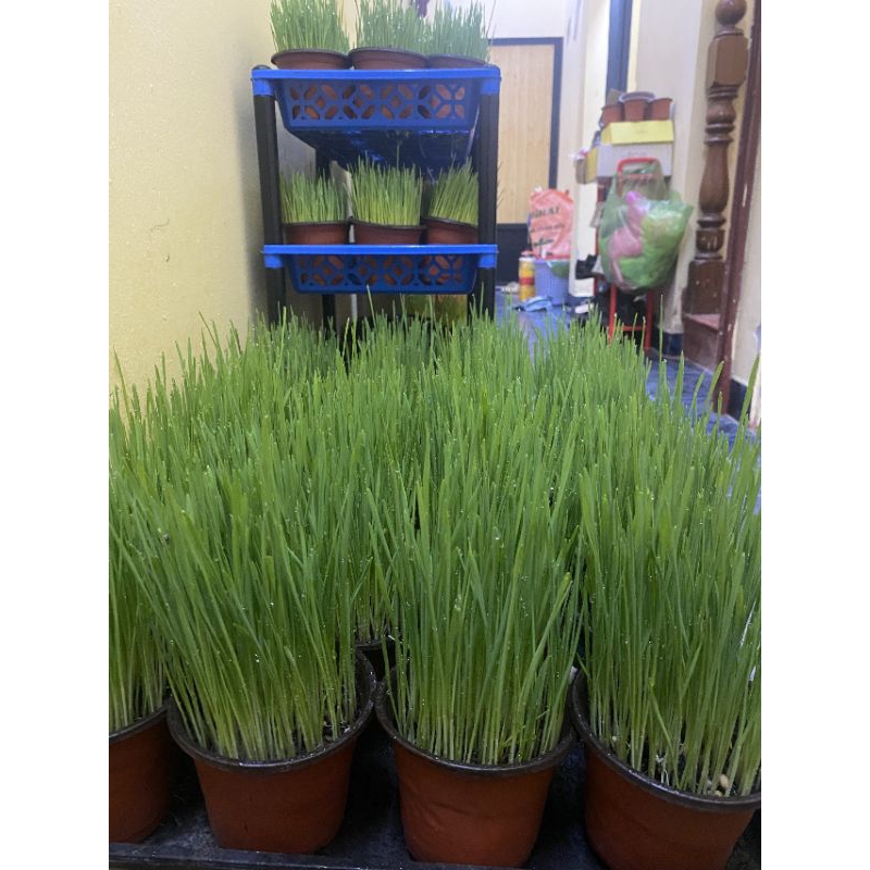 CỎ MÈO TƯƠI - CỎ MÈO LÚA MÌ TRỒNG SẲN CHO MÈO