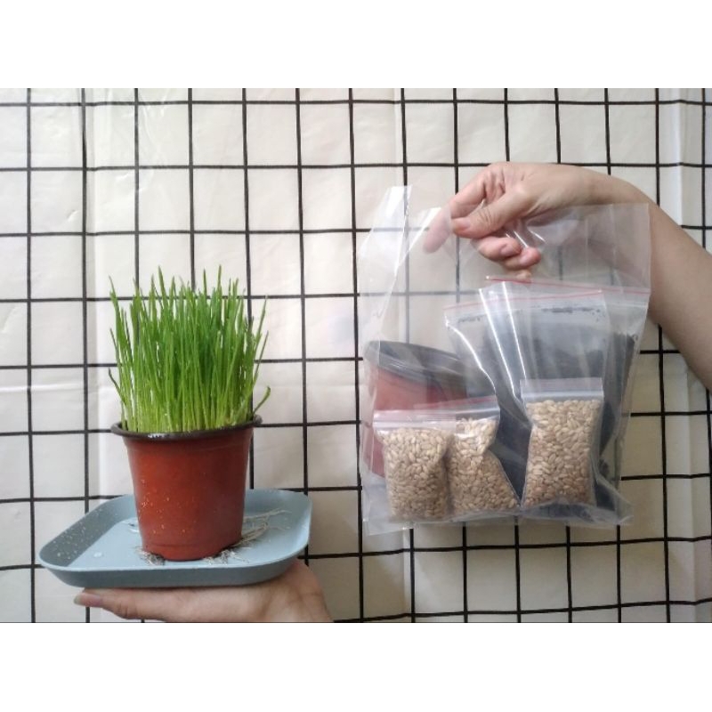 CỎ MÈO TƯƠI - CỎ MÈO LÚA MÌ TRỒNG SẲN CHO MÈO