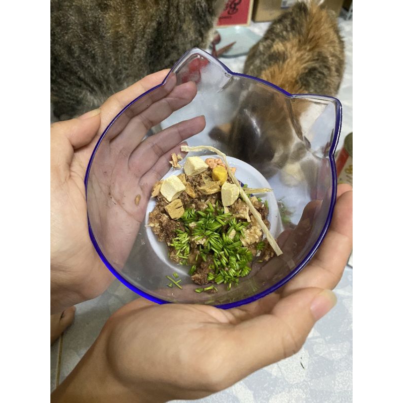 CỎ MÈO TƯƠI - CỎ MÈO LÚA MÌ TRỒNG SẲN CHO MÈO