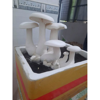 Phôi nấm hoàng đế