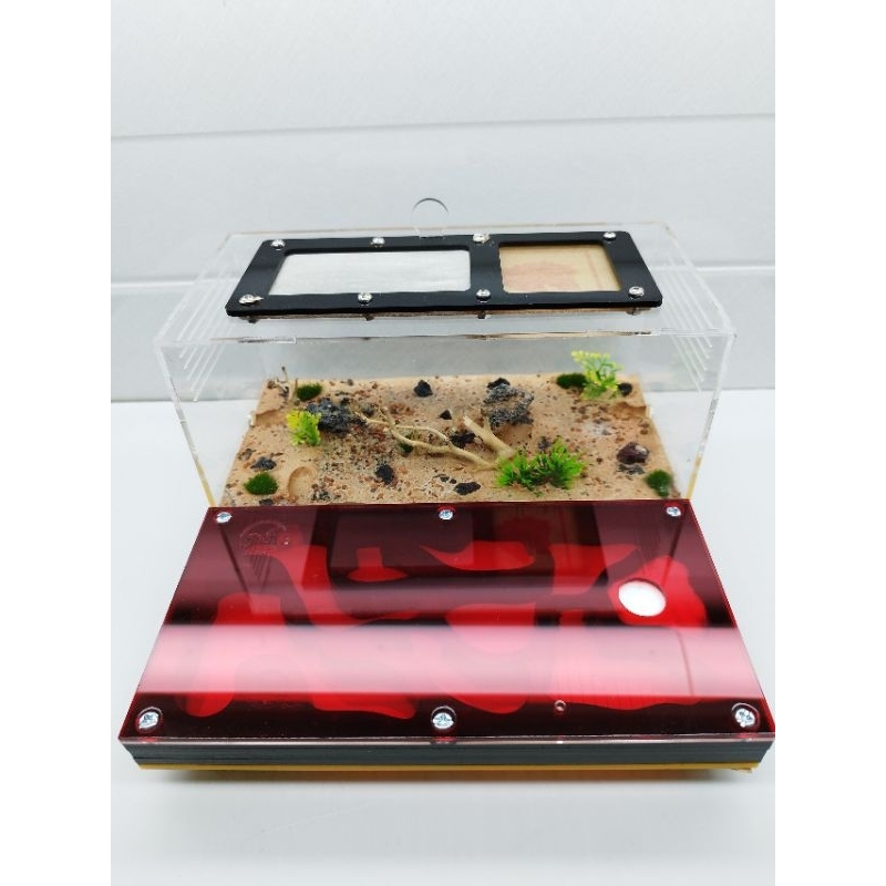 N03 mica -Tank mica nuôi kiến - Hộp mica nuôi kiến - Nuôi Acant/Messoer/Carebara/Solen/Pheidole