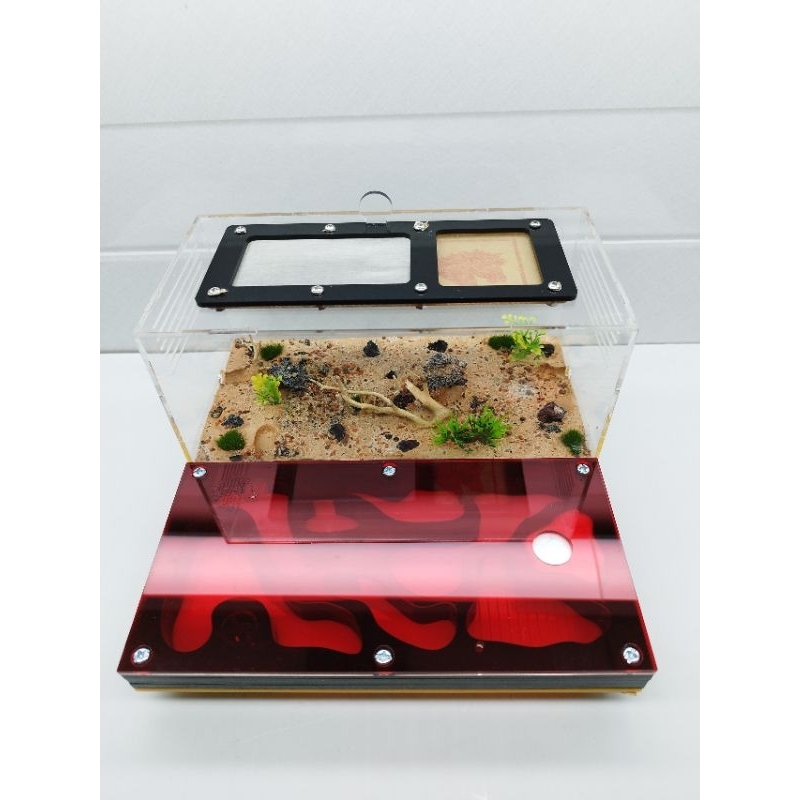 N03 mica -Tank mica nuôi kiến - Hộp mica nuôi kiến - Nuôi Acant/Messoer/Carebara/Solen/Pheidole