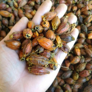 dành dành ( chi tử) 1kg