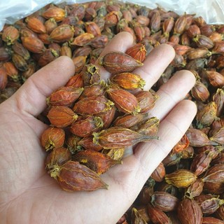 dành dành ( chi tử) 1kg