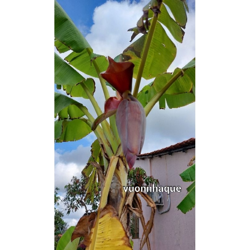 Hoa chuối  - 1kg