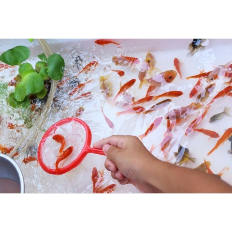 Vợt giấy vớt cá vàng, trò chơi dân gian Nhật Bản