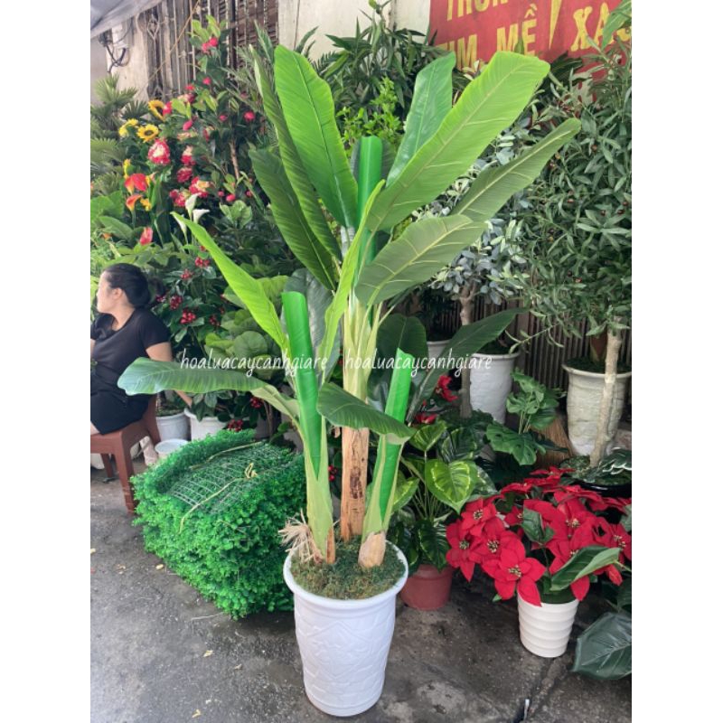 Cây chuối giả cảnh cao 1.6met -cây chuối quê