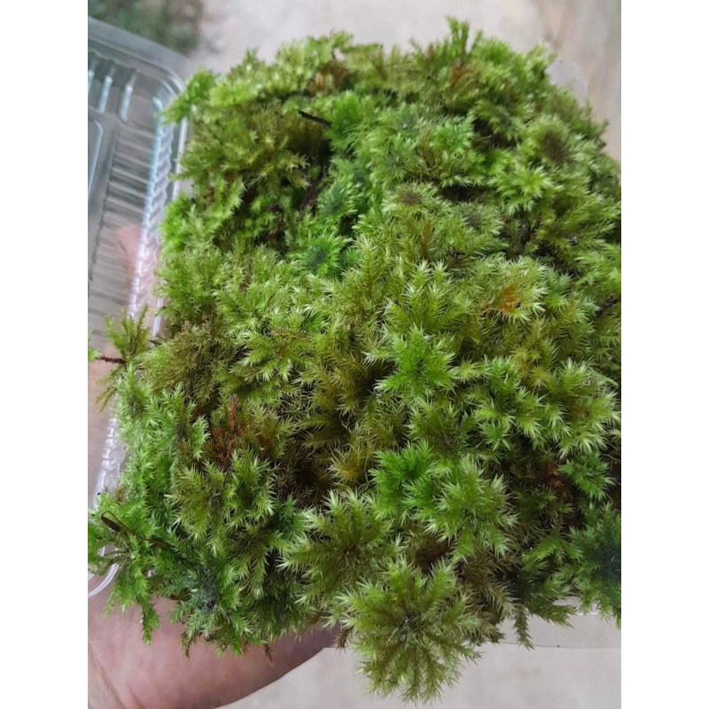 Rêu cọ dừa, tree moss setup terrarium, bán cạn