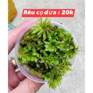 Rêu cọ dừa, tree moss setup terrarium, bán cạn