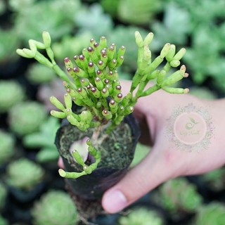 sen đá sừng hươu