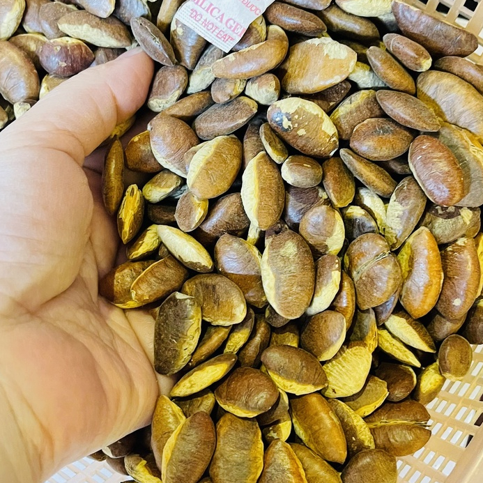 Hạt Kơ Nia rừng loại 1 BIMALL bùi thơm béo ngậy giàu dinh dưỡng hũ 650gr