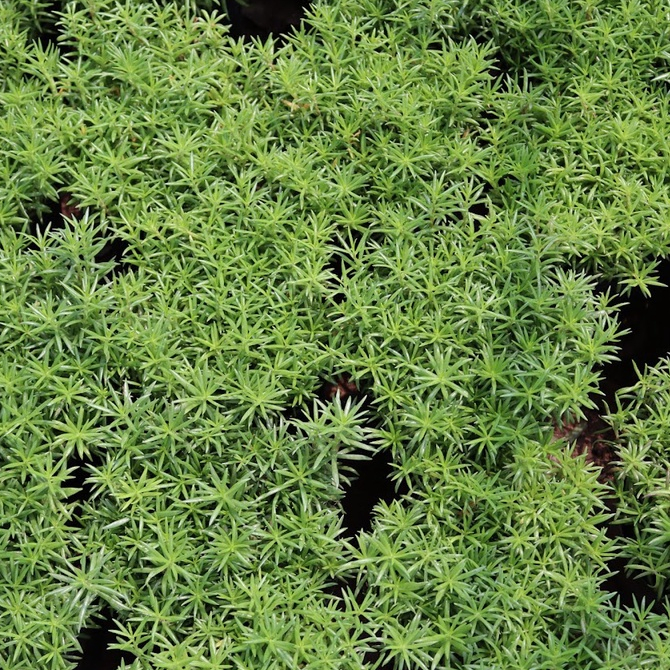 Bầu giống cỏ sao băng trang trí (tránh tưới nhiều nước và để ở nơi giàu ánh sáng)