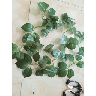 10 nhánh lá hồng đôi