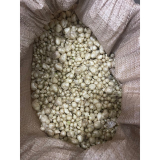 500g Hành tăm Nghệ An (củ nén)