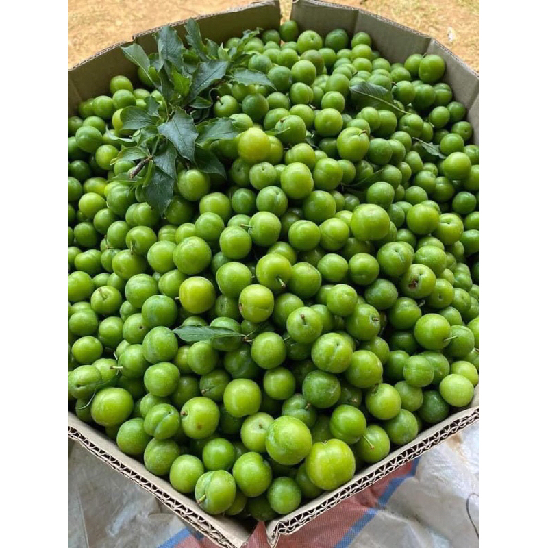mận cơm mộc châu 500gr