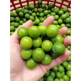 mận cơm mộc châu 500gr