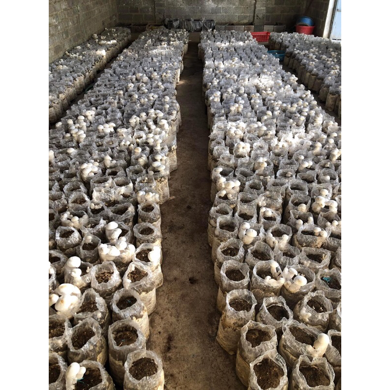 Meo Giống Nấm Hoàng Đế