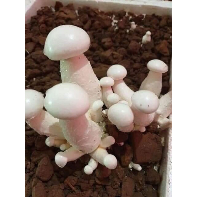 Meo Giống Nấm Hoàng Đế