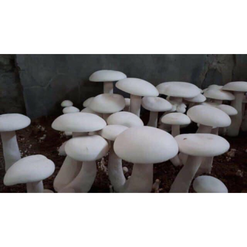 Meo Giống Nấm Hoàng Đế