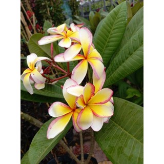 cây sứ đại cánh dài