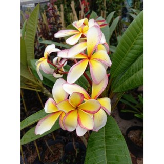 Cây sứ đại cánh dài