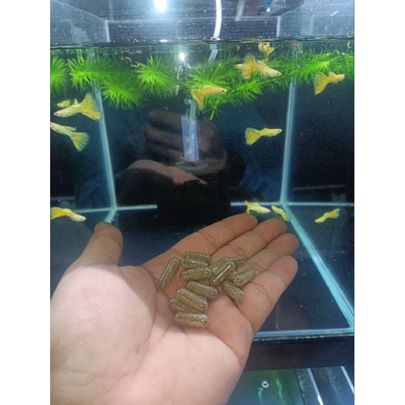 Artemia nước ngọt