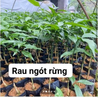 Combo 10 cây rau ngót rừngảnh cuối