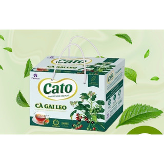 Cà gai leo, trà cà gai leo cato faneco