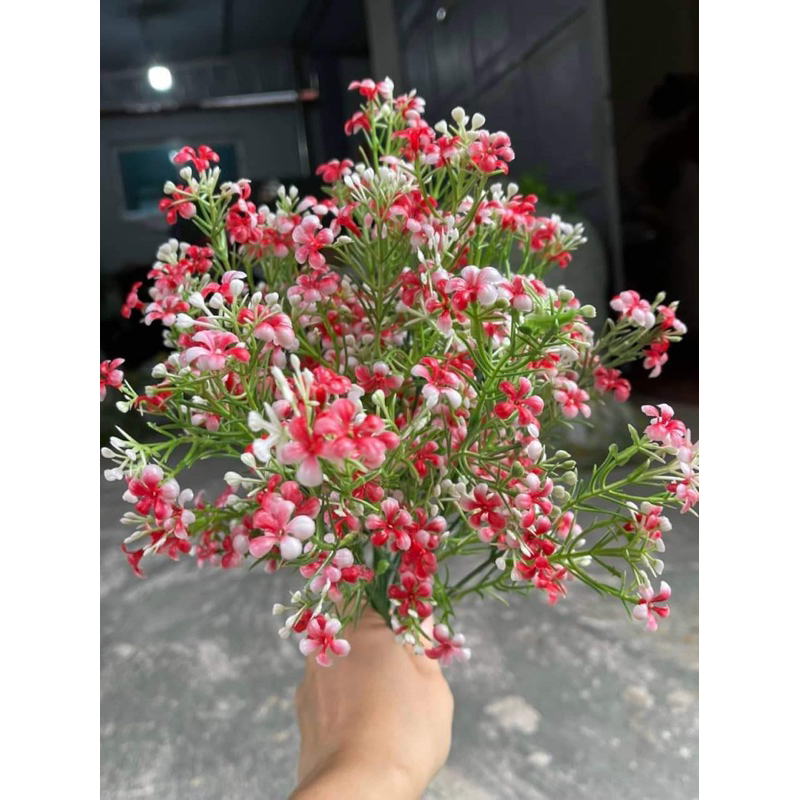 Cụm điểm baby cành 5 nhánh