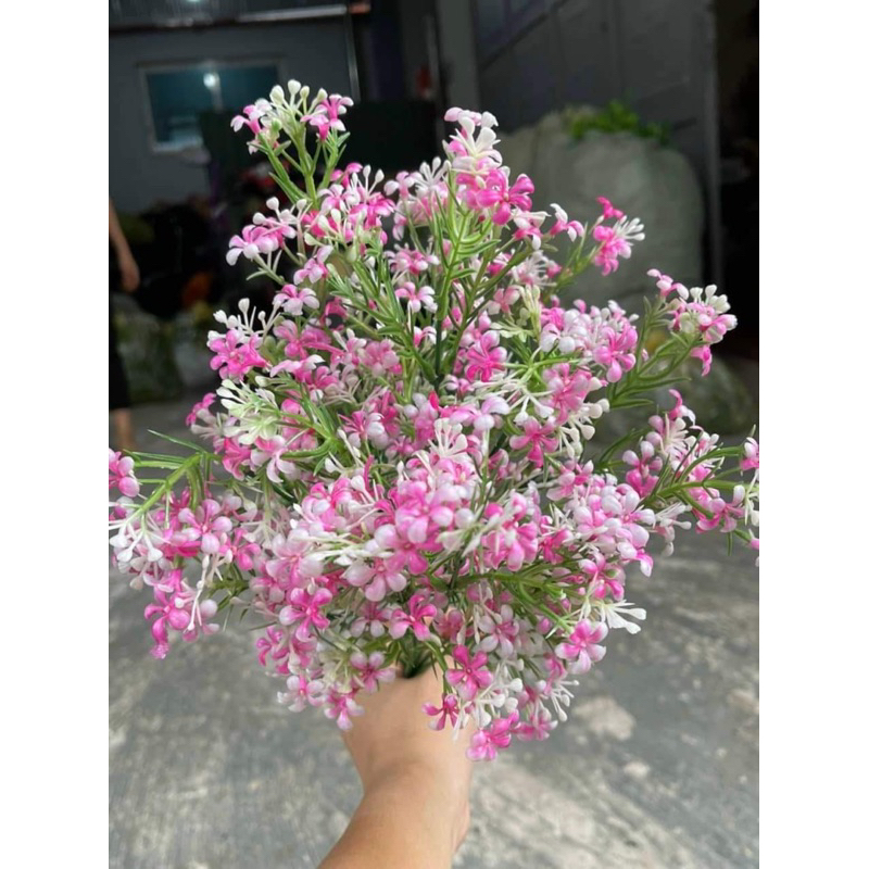 Cụm điểm baby cành 5 nhánh