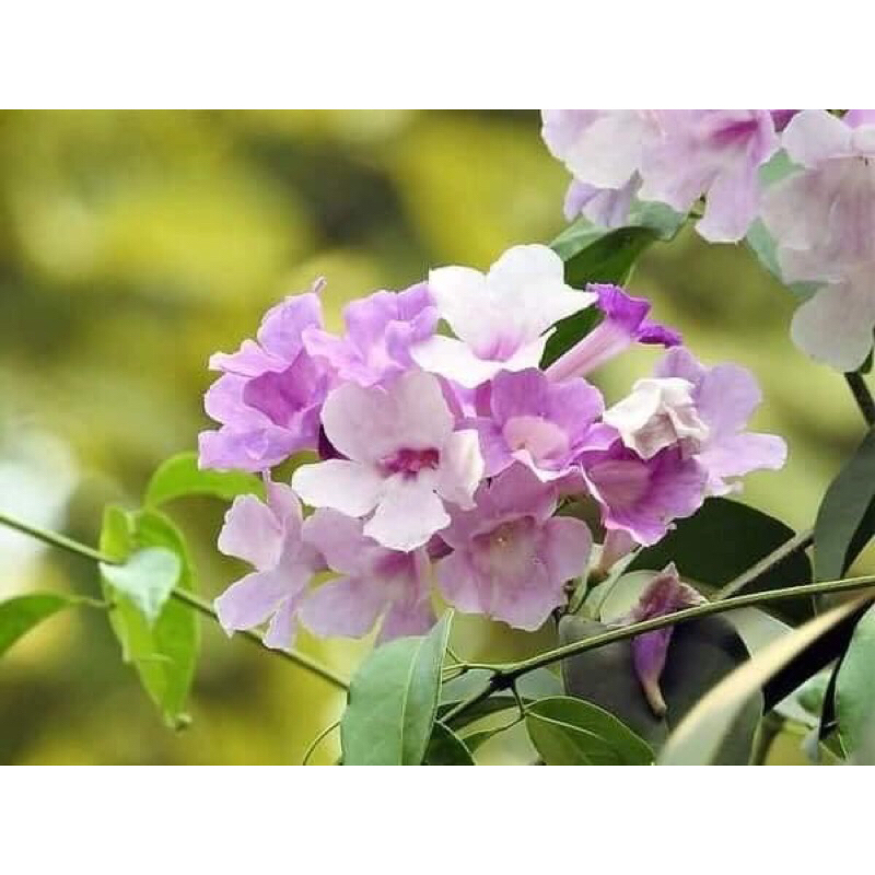 Cây lan tỏi cao 35cm