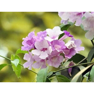 Cây lan tỏi