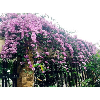 Cây lan tỏi