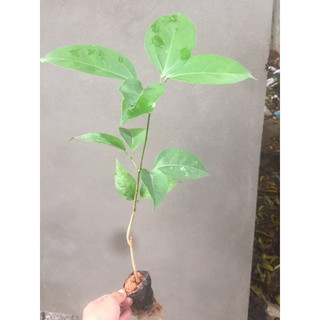 Cây lan tỏi