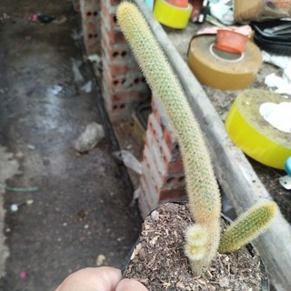 Xương rồng đuôi khỉ
