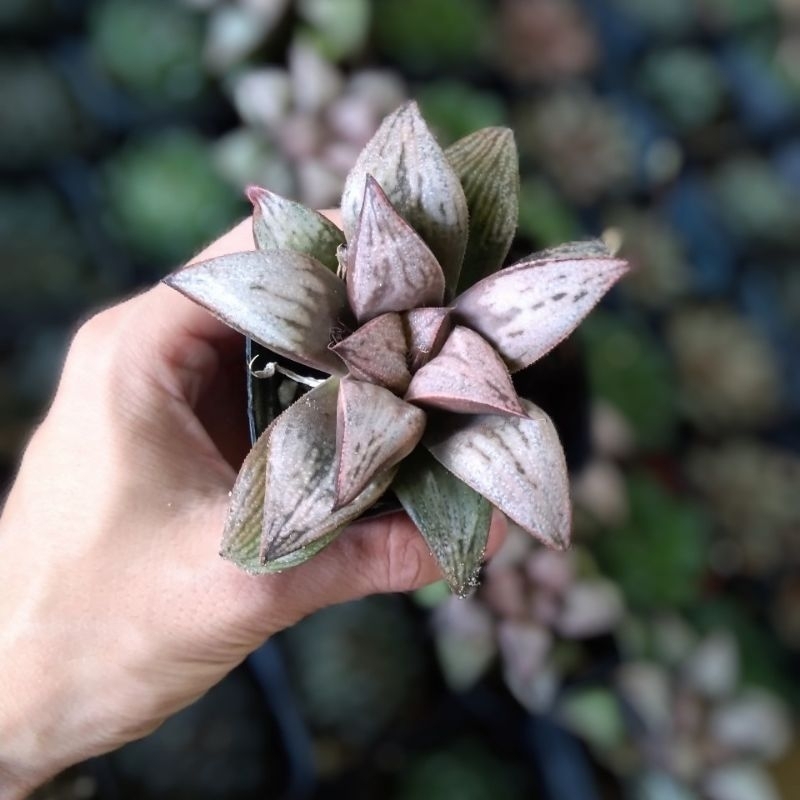 Sen đá kim cương Haworthia 🌵FREESHIP🔥Đã thuần khí nóng🌟  Bao  hư hỏng