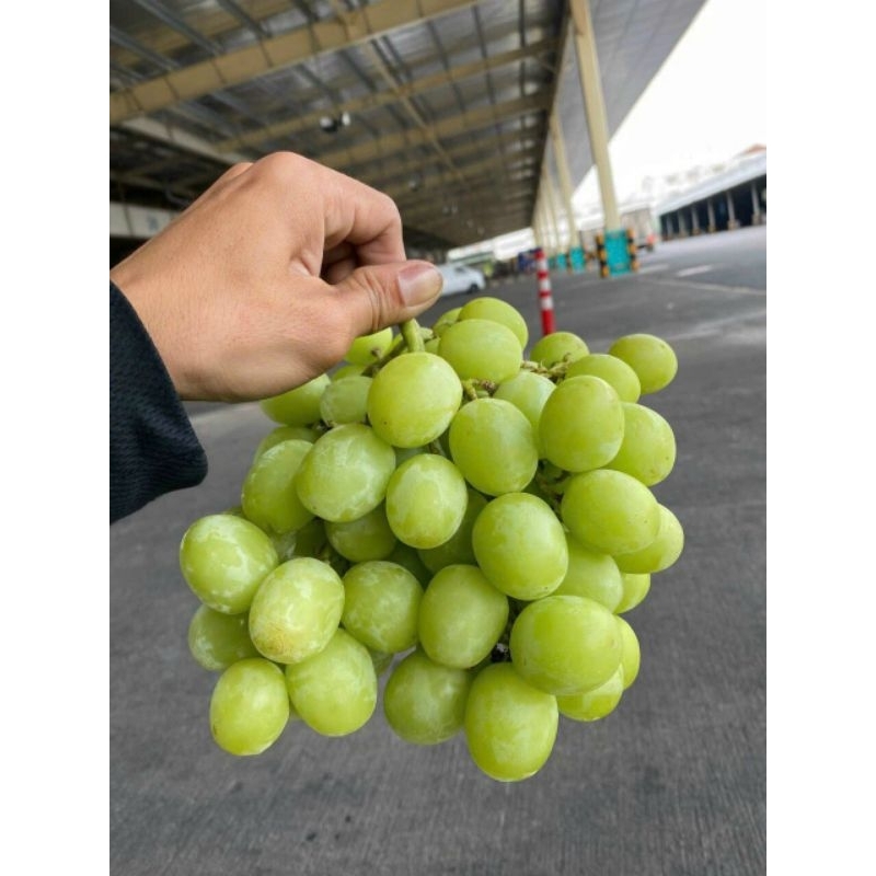 🍇🍇NHO ĐEN MỸ