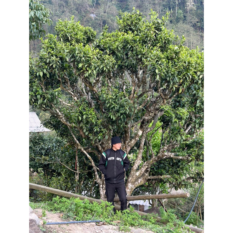 Trà Xanh Bà Cụ  - Hữu cơ Châu âu