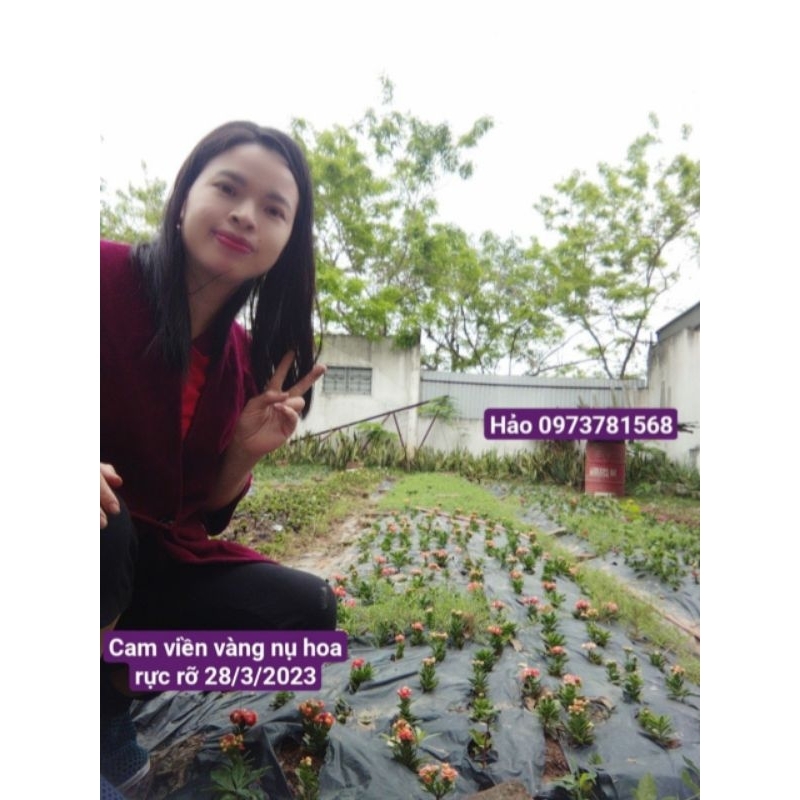 sống đời kép cam viền vàng