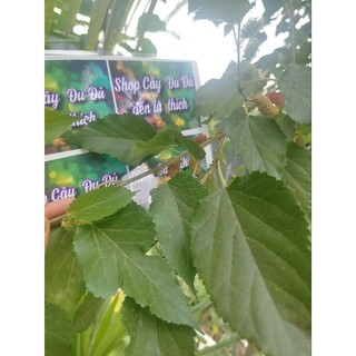 Gói 500gr lá dâu tằm tươi